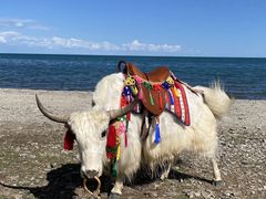 -青海湖国家重点风景名胜区