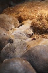 -Zoolung Zoolung动物主题公园(海信广场店)