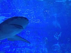 -成都浩海立方海洋公园