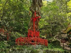 -燕子河大峡谷天坑仙境