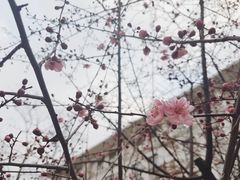 -梅园食堂