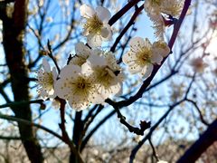 -香雪海