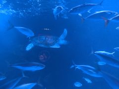 -太平洋海底世界