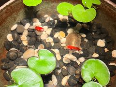 -曲水兰亭(北京四惠店)