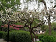 -西苑公园