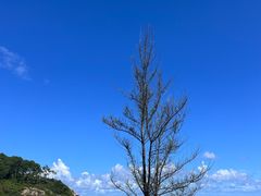 -广东惠东海龟国家级自然保护区