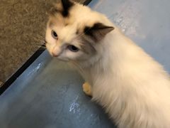 -猫色咖啡·猫咖