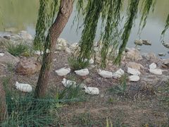 -北京张裕爱斐堡酒庄