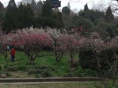-香雪海