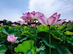 -武汉紫薇都市田园