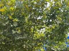 -红小满休闲餐厅(十全街店)