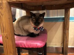 -猫小院猫主题咖啡厅(北锣店)
