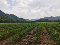 -中国茶叶博物馆(双峰馆区)