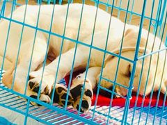 -翊宠yipet猫狗购宠庄园犬舍•猫舍