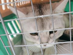 -瑞派康怡24h宠物医院·犬猫医疗中心·微创绝育(瑞景分院)