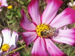 -武清南湖绿博园