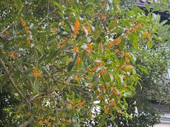 -杭州西湖柳莺里酒店·闻莺厅