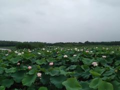 -荷塘月色湿地公园·向阳花洲