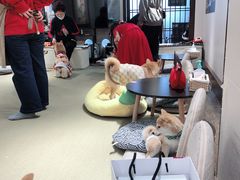 用餐区-逗柴咖啡屋·狗咖猫咖宠物桌游