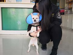 -菲丽丝宠物医院·24小时·猫科中心·免疫点(淮海分院)