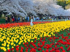 -苏州上方山国家森林公园
