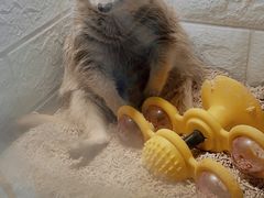-平行世界·猫咖(首经贸店)