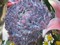 -双季花艺园艺市场(浦东店)