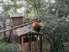 -昆明动物园