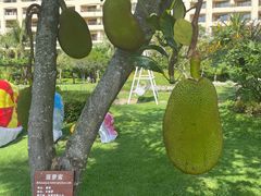 -三亚亚龙湾天域度假酒店