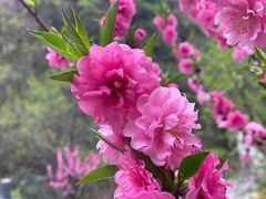 -太平万花山景区