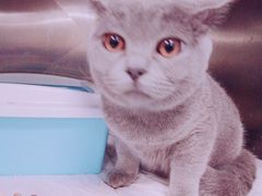 -奈斯宠物医院·核磁CT·异宠专科·内镜(中南店)