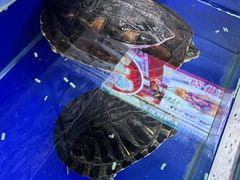 -活鱼馆(宜兴埠店)