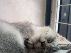 -楼上猫咖(罗湖店)
