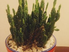 iphone_upload_pic-三亚亚龙湾凯莱仙人掌度假酒店