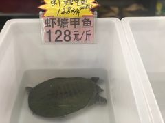 -德清诚信农产品莫干湖甲鱼直销店