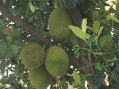 -云溪植物园
