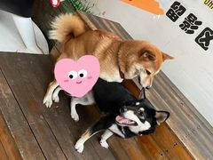 -柴犬高等学院·狗咖·柴犬售卖·宠物训练