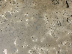 -北海金海湾红树林生态旅游区