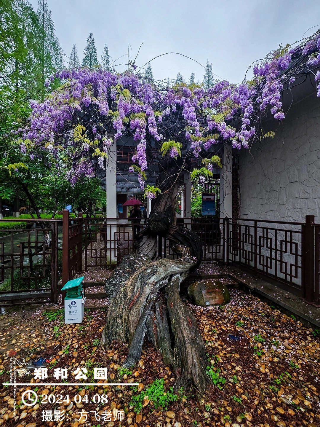 李白

98郑和公园紫藤树是郑和任南京
