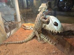 -Rabbit Cafe私房西餐甜点咖啡(栖霞路店)