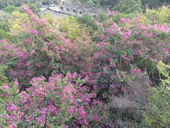-金鸡山公园