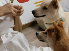 -柴迷FANS CLUB·柴犬狗咖·猫咖