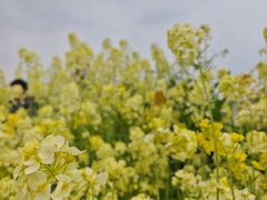 -三圣花乡旅游区