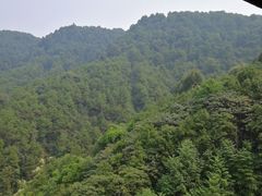 -铁山坪森林公园