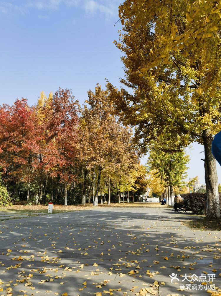 11月30日 8:35 关注 成都温江金马河边银杏拍摄绝佳位置 金马河定位不