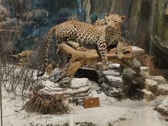 -陕西自然博物馆