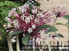 -三亚亚龙湾金棕榈度假酒店