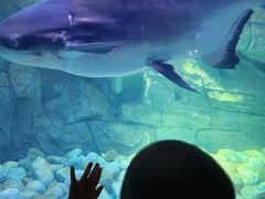 -泉城欧乐堡海洋极地世界