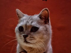 -藏猫猫咖啡主题馆(中央大道店)