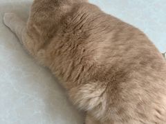 -Catmate·猫肥家润(金润铂宫店)